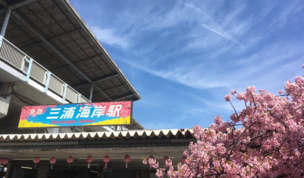 三浦海岸の河津桜の見頃は？開花状況や地図、場所、アクセス、駐車場