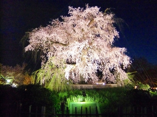 円山公園の桜2020開花満開予想！花見場所や混雑、夜桜ライトアップ時間