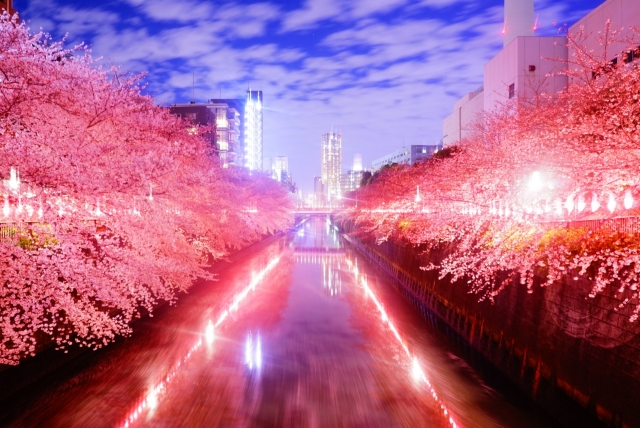 目黒川の桜2019おススメ花見場所や夜桜ライトアップ時間、屋台露店情報