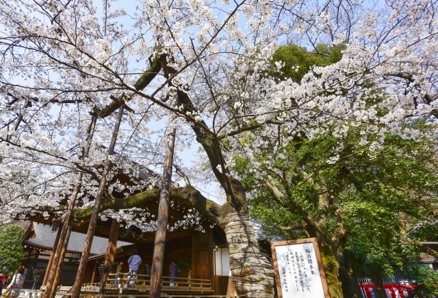 靖国神社の桜祭り2020開花予想！見頃時期や屋台、出店情報に花見場所