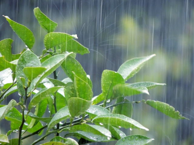 名古屋まつりは雨でも開催される？雨天時は中止？台風の天気予報に注意