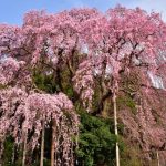 三春滝桜2020開花満開予想！見頃時期や花見場所、夜桜ライトアップ時間