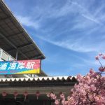 三浦海岸の河津桜の見頃は？開花状況や地図、場所、アクセス、駐車場