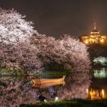 三渓園の桜2020開花満開予想！見頃時期やライトアップの時間、アクセス