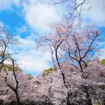 上野公園の桜祭り2020開花予想！見頃時期やおススメ花見場所、見所