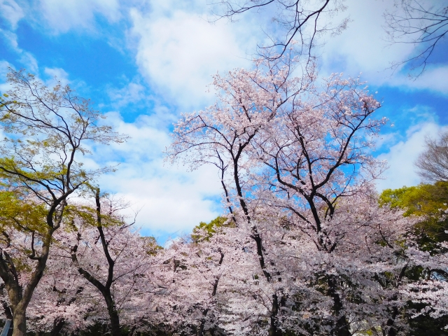 上野公園の桜祭り2020開花予想！見頃時期やおススメ花見場所、見所
