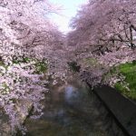 五条川の桜2020開花満開状況！見頃や屋台出店、夜桜ライトアップ、駐車場