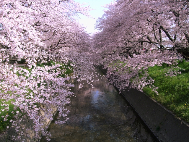 五条川の桜2020開花満開状況！見頃や屋台出店、夜桜ライトアップ、駐車場