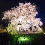 円山公園の桜2020開花満開予想！花見場所や混雑、夜桜ライトアップ時間