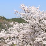 吉野山の桜2020満開開花予想！見頃時期や混雑、夜桜ライトアップ時間