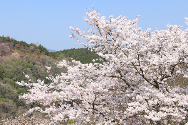吉野山の桜2020満開開花予想！見頃時期や混雑、夜桜ライトアップ時間