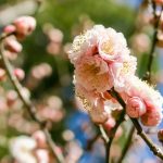 大宮公園の桜祭り2020開花満開状況！見頃や花見、ライトアップ、屋台情報