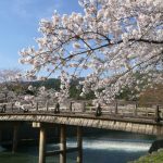 嵐山の桜祭り2020開花満開予想！見頃時期やライトアップ、駐車場情報