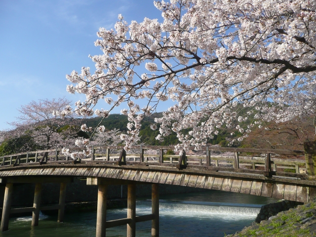 嵐山の桜祭り2020開花満開予想！見頃時期やライトアップ、駐車場情報