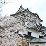 彦根城桜まつり2020開花満開予想！見頃時期や混雑、夜桜ライトアップ時間