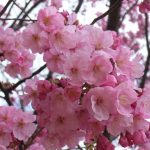 新宿御苑の桜の混雑状況と見頃時期や開花状況、アクセス、歩き方ルート