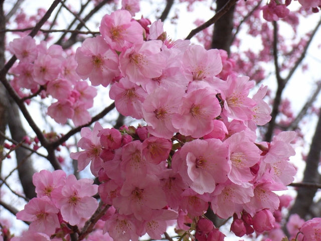 新宿御苑の桜の混雑状況と見頃時期や開花状況、アクセス、歩き方ルート