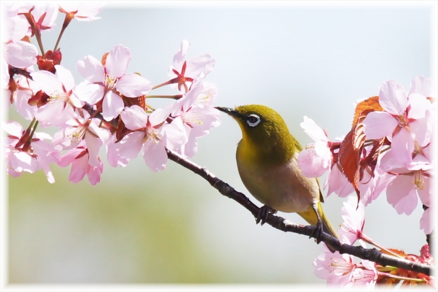 春の動物、植物、花、魚といえば？動物園や水族館で会える春の動植物