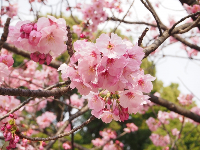 上野公園の桜祭りの混雑状況や人出は？園内の桜マップ、アクセス方法