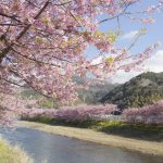 河津桜2020の見頃時期は？神奈川、横浜、三浦海岸の開花状況と場所