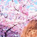 河津桜2020の見頃時期は？関東、東京都内、千葉、埼玉の開花状況と場所