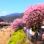 河津桜2020の見頃時期は？静岡、伊豆、熱海、箱根の開花状況と場所