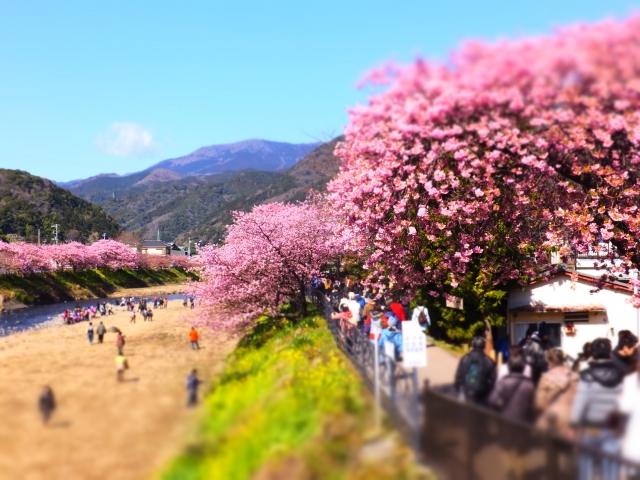 河津桜2020の見頃時期は？静岡、伊豆、熱海、箱根の開花状況と場所