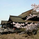 清水寺の桜2020開花満開予想！見頃時期と混雑、夜桜ライトアップ時間