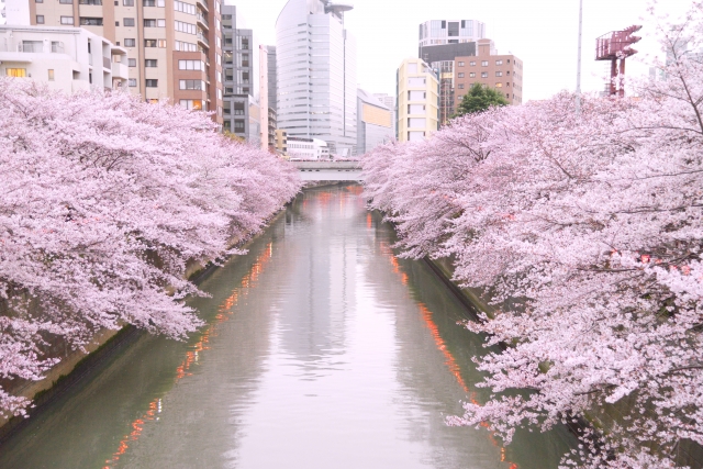 目黒川の桜まつりの混雑は？見頃時期や開花状況、アクセス、歩き方ルート
