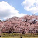 醍醐寺の桜祭り2020混雑状況や開花満開予想！見頃時期とライトアップ