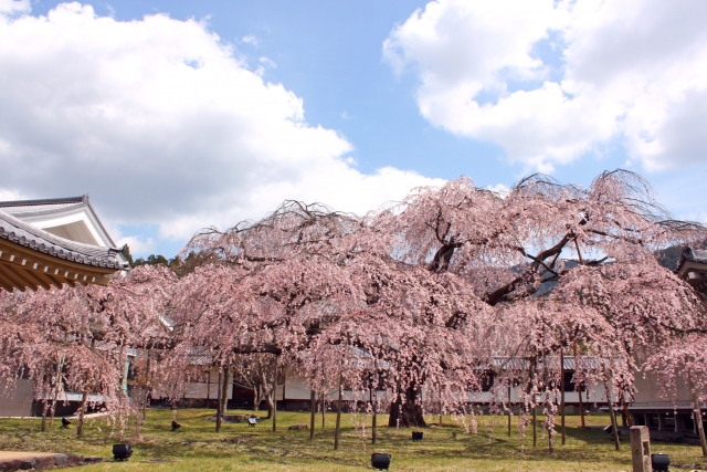 醍醐寺の桜祭り2020混雑状況や開花満開予想！見頃時期とライトアップ