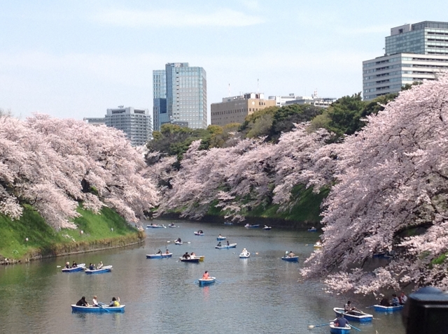 千鳥ヶ淵の桜2020開花満開状況！見頃と花見、混雑、夜桜ライトアップ
