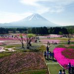 芝桜2020富士山、山梨、群馬、栃木の名所は？場所、見頃時期、アクセス