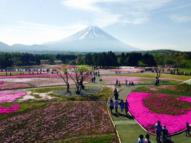 芝桜2020富士山、山梨、群馬、栃木の名所は？場所、見頃時期、アクセス